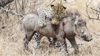 Startling footage of a leopard killing a warthog Animal Attack  Rhino Africa [upl. by Lleinad164]