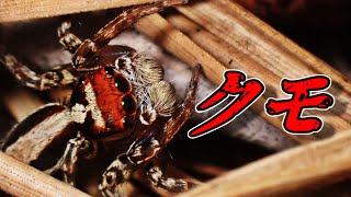 ミスジハエトリのオスのジャンプ Plexippus setipes male （jumping spider、三筋蠅取） [upl. by Oiredised]