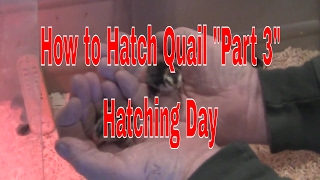 How to Raise Quail How to Hatch Quail Raising Coturnix QuailRaising Tibetan Quail quotPart 3quot [upl. by Dyson]