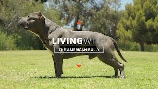 ALL ABOUT LIVING WITH THE AMERICAN BULLY [upl. by Supat]