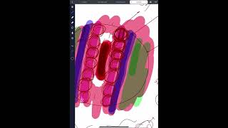 ParaxialSclerotome Myotome and Dermatomes  intermediate part and Lateral  parietal and visceral [upl. by Nyleuqcaj]