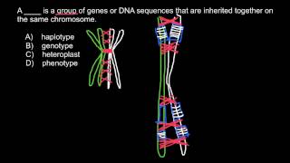 Definitions and examples of Phenotype Heteroplast Genotype Haplotype [upl. by Harehs]