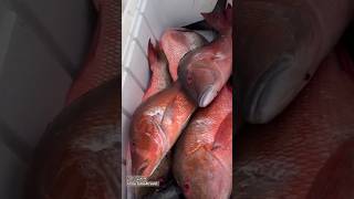 تشخيط سمك Lutjanus bohar 🦀🐟 fish بحريالبرك البرك محافظةالبرك fishing محبالسفر صيد fish [upl. by Noissap]