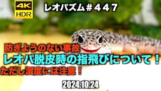 レオパ脱皮時の指飛びについて！20241024【レオパ専用チャンネル！】〜レオパズム by SHIGE〜No447 [upl. by Marylou]