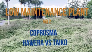 Coprosma acerosa Taiko vs Hawera which is the best [upl. by Eneli]