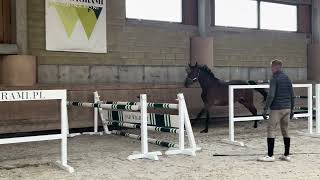 Cahaya Glasgow vh Merelsnest x Arezzo VDL 202410 free jumping [upl. by Boonie]