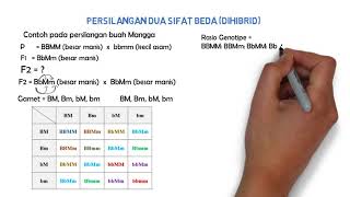 Tips Tutorial Genetika Kasus Dihibrid metode tabel [upl. by Nohpets]