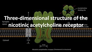 3D structure of the nicotinic acetylcholine receptor [upl. by Cirdec]