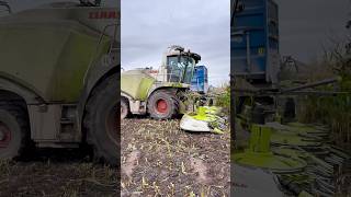 CLAAS Jaguar 870 forage harvester working [upl. by Nassah]