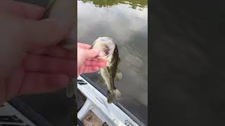 Another day another bass bassfishing berkleyfishing largemouthbass pondprowler [upl. by Beverlie]