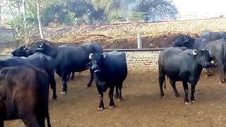 Murrah Buffalo Dairy Farm In HaryanaIdeal Video For Dairy Start Up [upl. by Satsok]