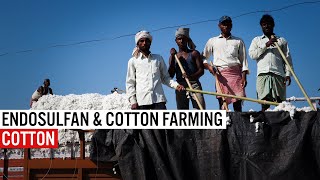 Endosulfan amp Cotton Farming [upl. by Yuzik]