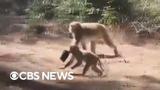 Police warn monkeys escaped from South Carolina research lab still on the loose should be avoided [upl. by Arim]