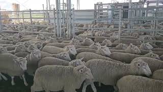 Excel Farms Primeline Lambs A AB [upl. by Lienet]