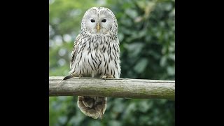 Strix uralensis Ural owl 1 Hooting male [upl. by Cirdor]