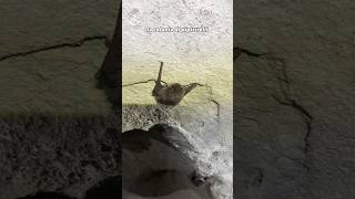 Una grotta piena di pipistrelli 🦇 [upl. by Godspeed]