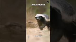 Honey badger  king of our forest  ￼science class  shorts ytshorts science sciencefacts [upl. by Thorin913]