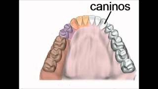 los dientesIncisivoscaninospremolares y molares [upl. by Edals]
