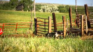 Border Collie working Cattle [upl. by Lazaro235]