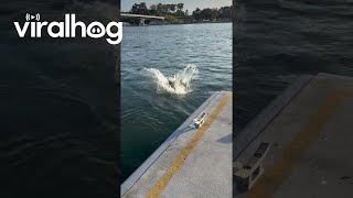 Kangaroo Jumps Off the Pier  ViralHog [upl. by Attelrac]