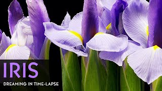 Purple Iris Flowers Blooming  Daily Timelapse Clip [upl. by Fortune]