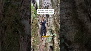 Este es el árbol más viejo de Honduras 😮🇭🇳🍃 honduras turismo seoane travel viajes tips [upl. by Oilerua]