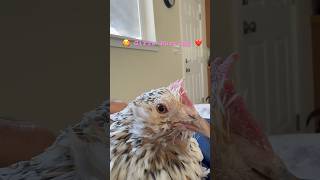 My Bantams Purring 🥰❤️ chicken pets [upl. by Brockie299]