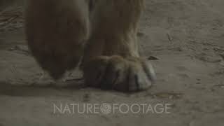 Endangered Indochinese Tiger Walks In Jungle Just See Feet [upl. by Adiana201]