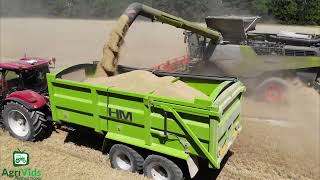 Claas Lexion 8900 Harvesting Wheat [upl. by Kiker]