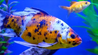 5 Things to Know Before Getting Fancy Goldfish [upl. by Ailasor]