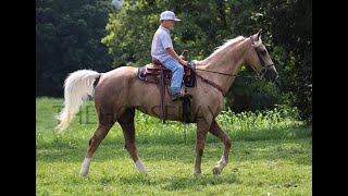 Kentucky Mountain Palomino Gaited Trail Horse For Sale [upl. by Hairam603]