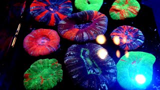 FEEDING INSANE COLORFUL SCOLY CORALS  Timelapse HD [upl. by Fowler]