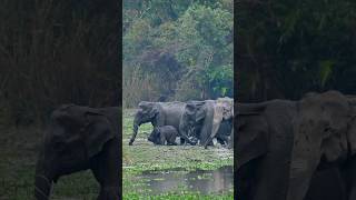 Kaziranga National Park Assam [upl. by Dirtsa]