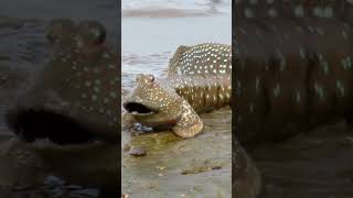 O PEIXE Que Vive Fora Da Água shorts peixes mudskipper saltadordelodo [upl. by Darooge]