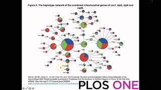 What is a haplotype network [upl. by Bremble226]