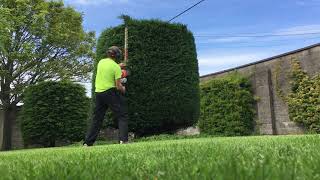 Stihl hs 82t leylandii trim [upl. by Scarito]