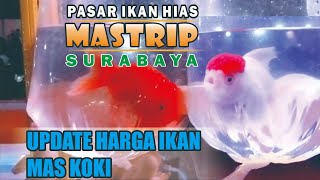 UPDATE TERBARU HARGA IKAN MAS KOKI  PASAR IKAN HIAS MASTRIP SURABAYA  IKAN KOKI MURAH [upl. by Netsrik]