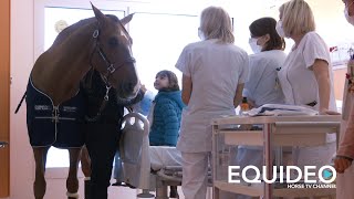 Les premières images de quotPEYO CHEVAL DE COEUR 3quot [upl. by Yeslek]