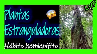 Plantas ESTRANGULADORAS 🙀🌿 Hemiepifitas🍂 Clusia Chagualo Higuerones Ficus Mata palo Restauracion [upl. by Eelyrehc101]