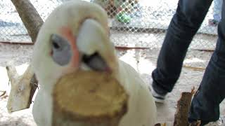 Hand feeding a talking corella Bird says quotsawadee krapquot [upl. by Gnuhn]