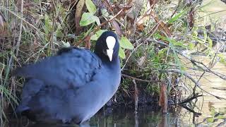 Séance entretien du plumage pour la foulque macroule  Fulica atra [upl. by Eeltrebor]