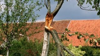 Réparer un arbre après la tempête [upl. by Ulla]