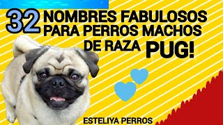 32 NOMBRES INCREÍBLES PARA PERROS MACHOS DE RAZA PUG [upl. by Hctub839]