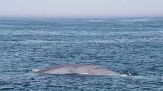 Rare sighting of blue whale worlds largest animal spotted off Cape Ann in Massachusetts [upl. by Shanly512]