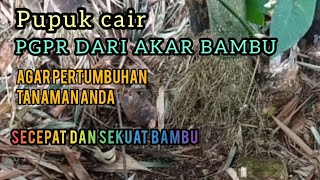 PGPR pupuk cair dari akar bambu untuk percepatan pertumbuhan semua jenis tanaman [upl. by Osnola]