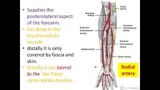 Anatomy 1علاج طبيعى 11 Hand Nerves Upper limb Arteries and Veins [upl. by Adalheid348]