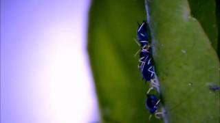 Birth of an aphid  Geburt einer Blattlaus [upl. by Enerak]