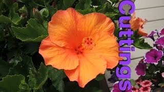 Taking late cuttings of Tropical Hibiscus [upl. by Sparrow285]