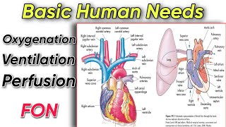 Explaining The process of oxygenation Ventilation amp Perfusion in human body  Tutor Hanif khan [upl. by Noraa]