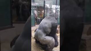 Gorillerin çiftleşme görüntüleri 😂 [upl. by Lemuela679]